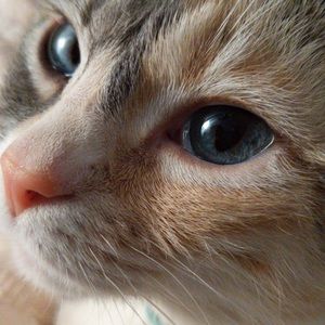 Meet your Posher, Lanie